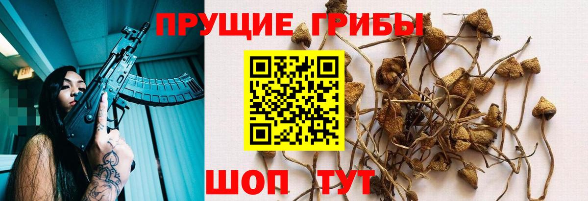Галлюциногенные грибы Psilocybe Иваново